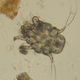 Otodectes cyanotis. Wikimedia Commons